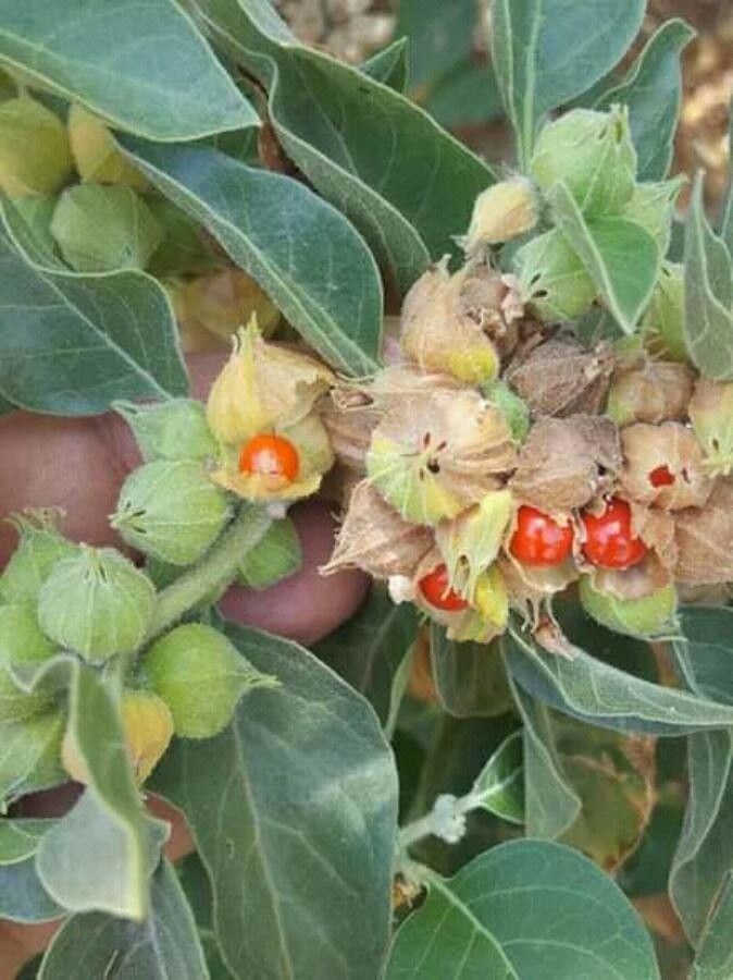 Withania somnifera fruit