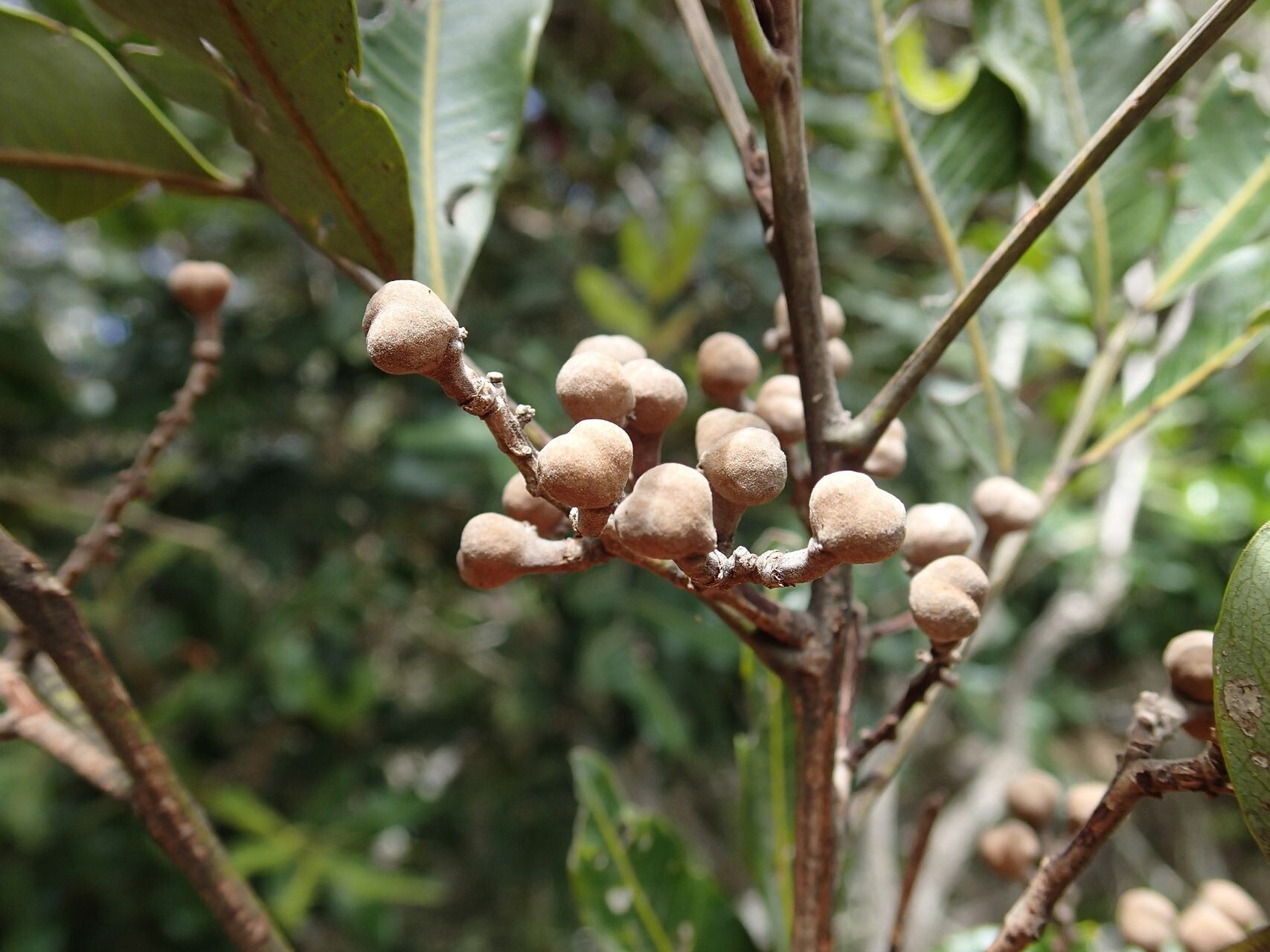 Podonephelium davidsonii fruit