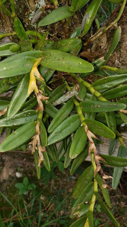 Epidendrum strobiliferum leaf