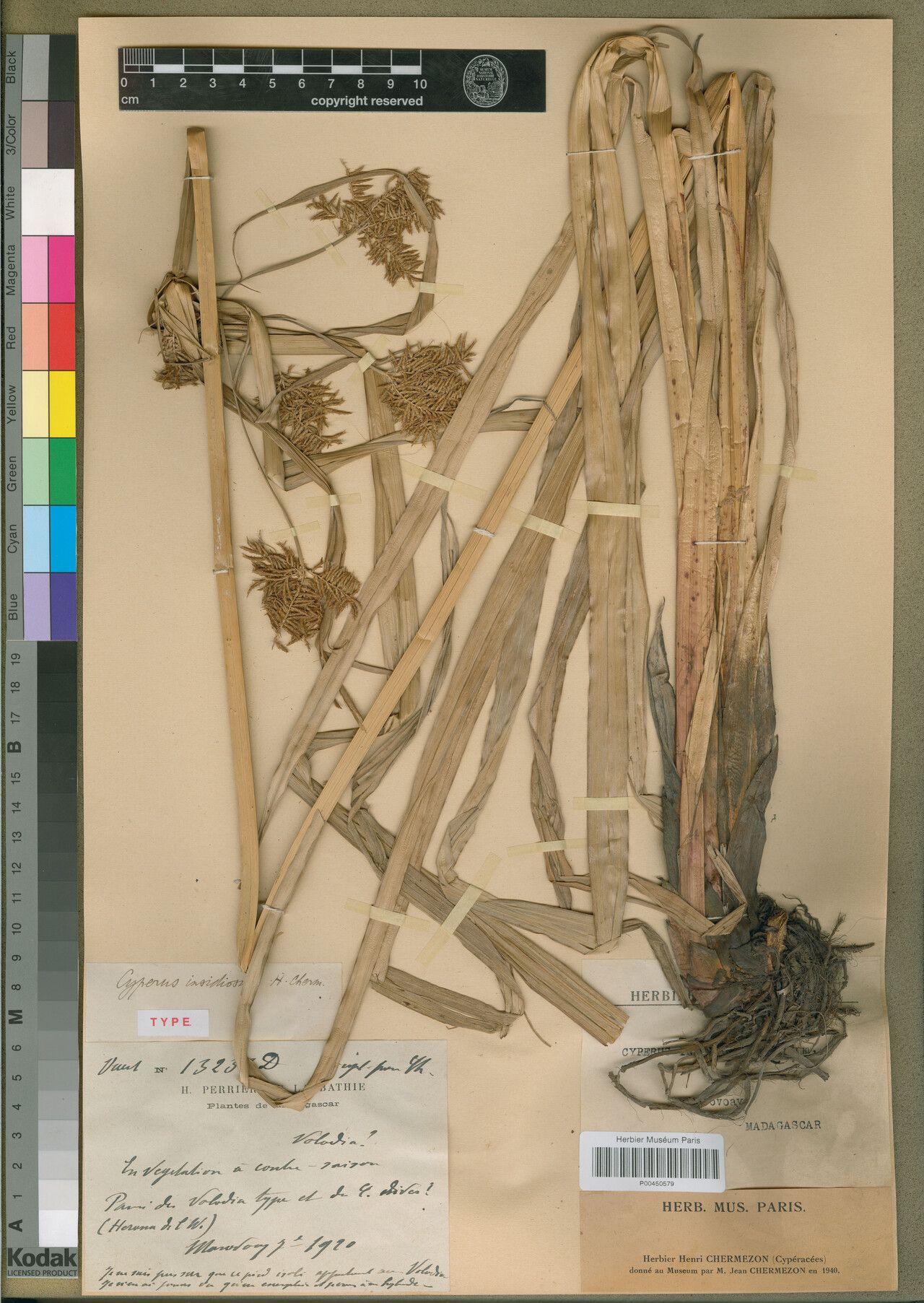 Cyperus × insidiosus — houseplant care guide