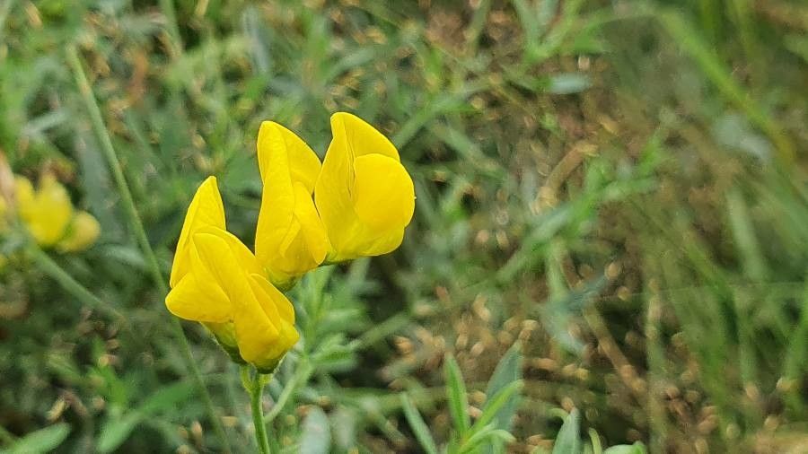 Lathyrus pratensis flower