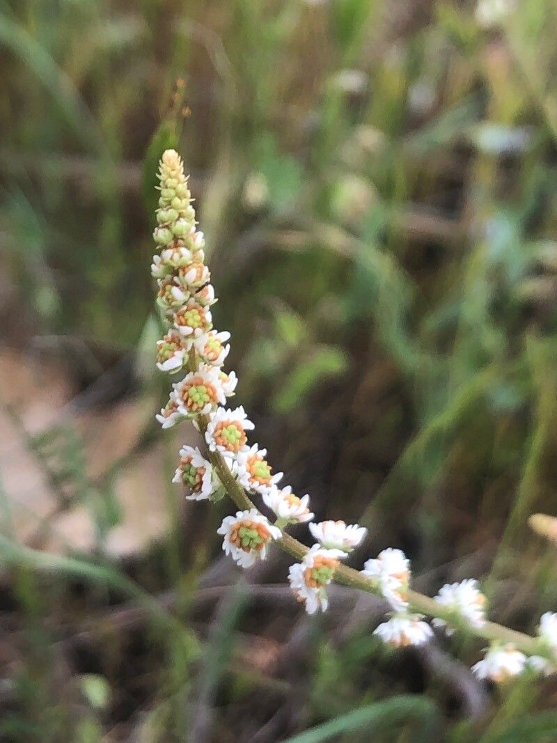 Sesamoides purpurascens flower