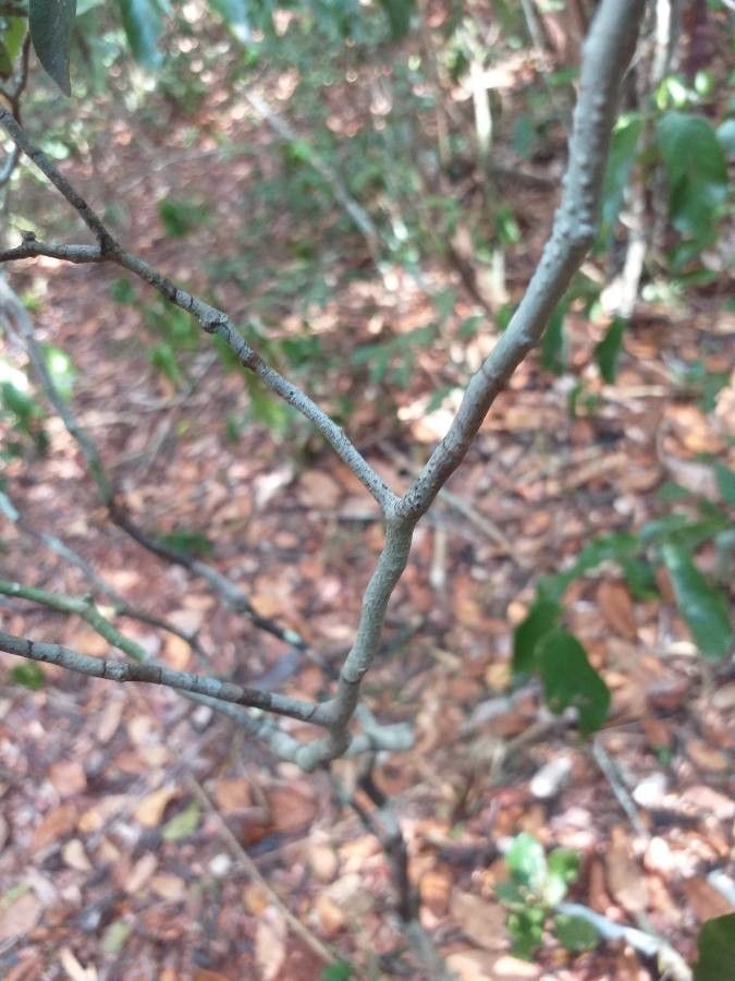 Philenoptera bussei bark