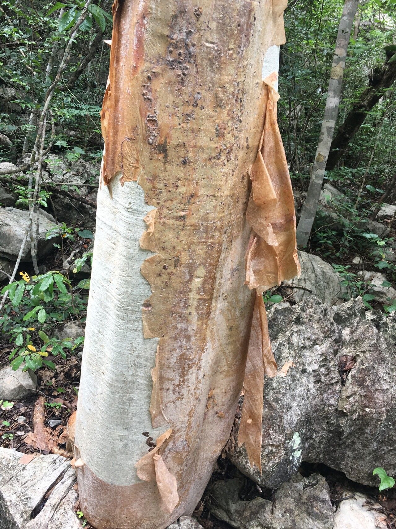 Cyphostemma roseiglandulosum — houseplant care guide