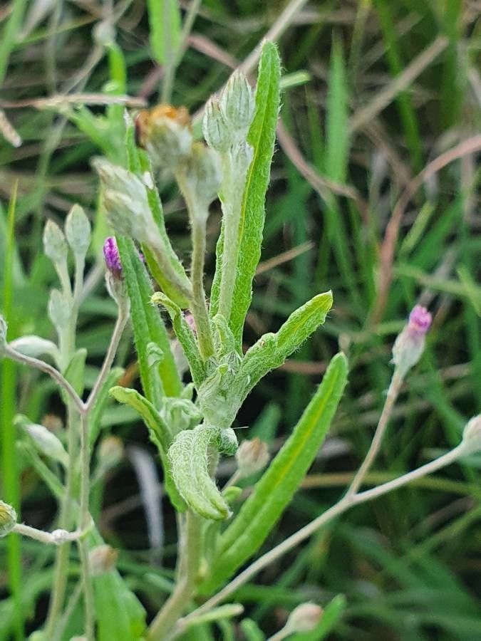 Gutenbergia rueppellii — houseplant care guide