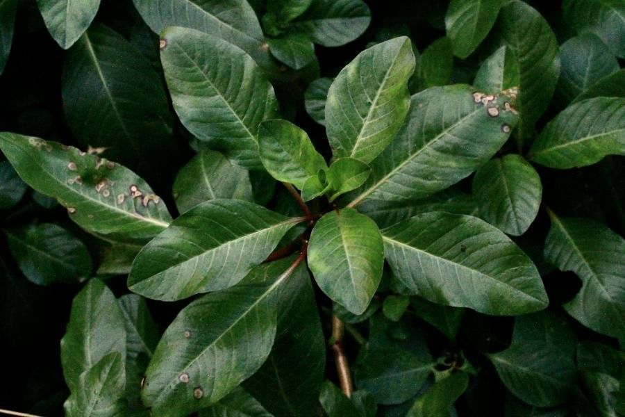 Ludwigia peploides leaf