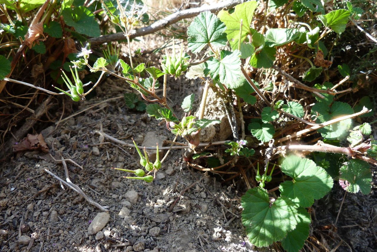 Pelargonium inodorum habit
