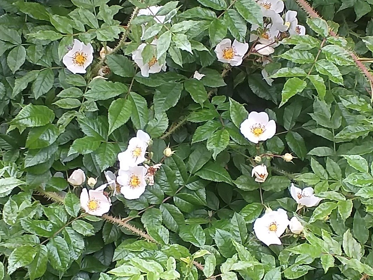 Rosa maximowicziana flower