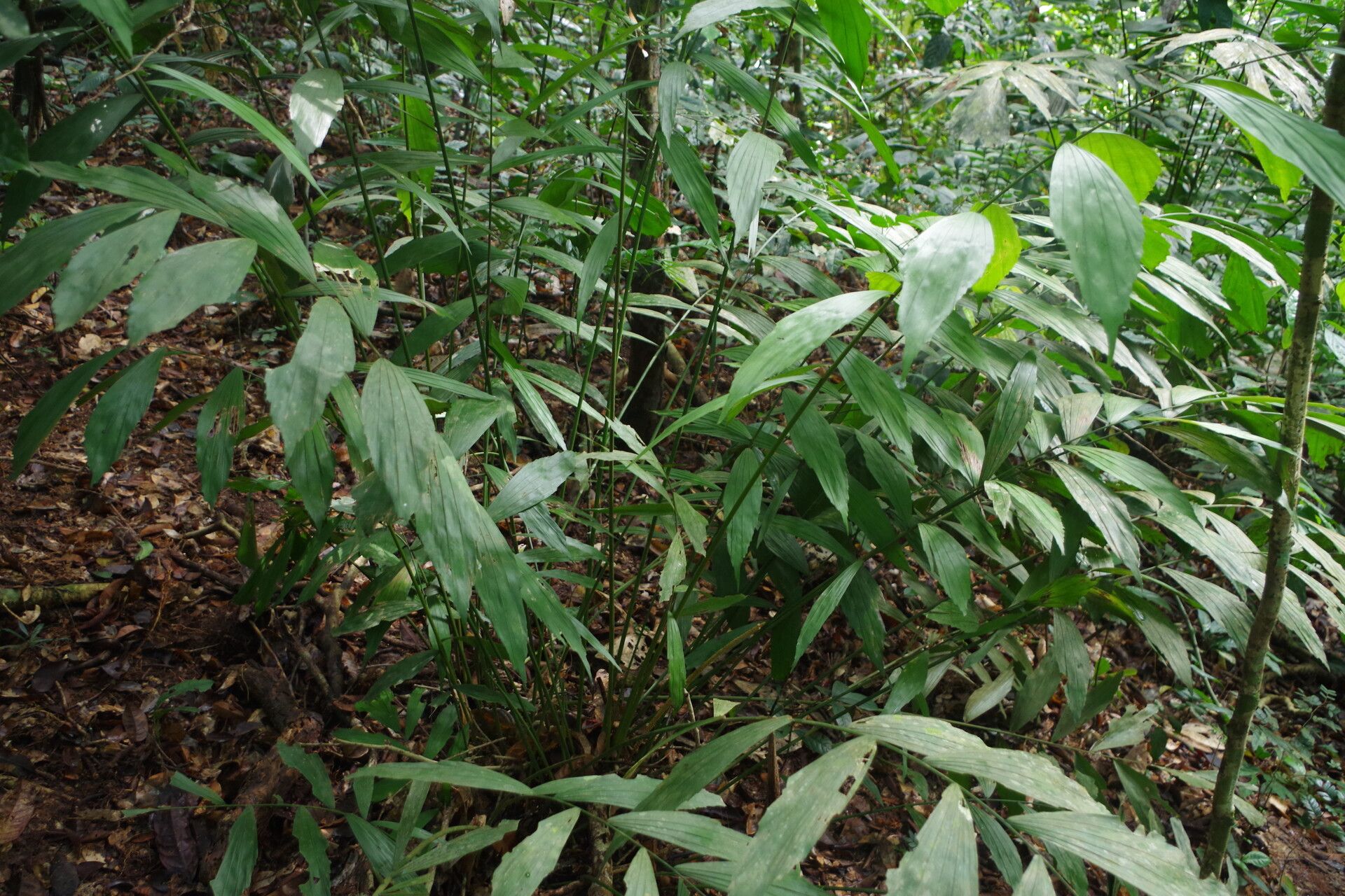 Podococcus acaulis habit