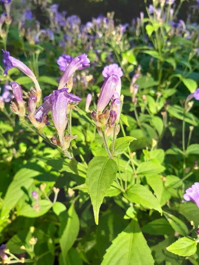 Strobilanthes penstemonoides flower