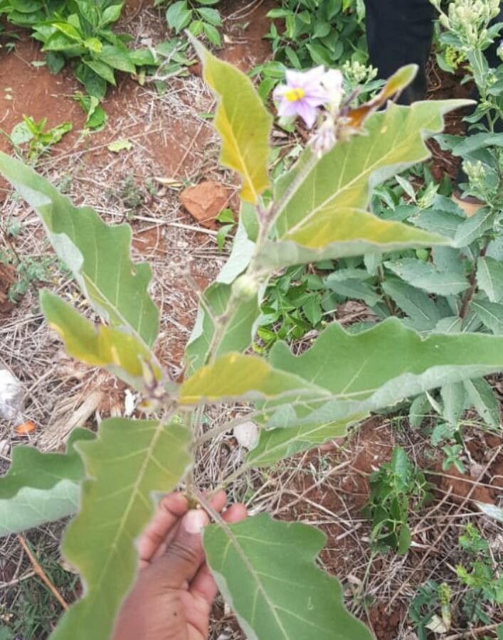 Solanum incanum leaf