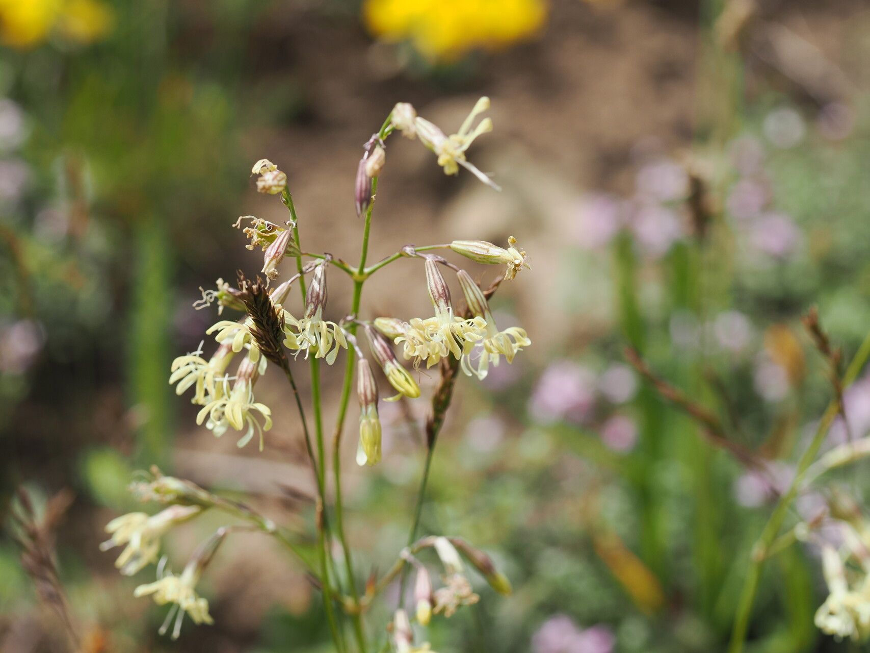 Silene saxatilis flower