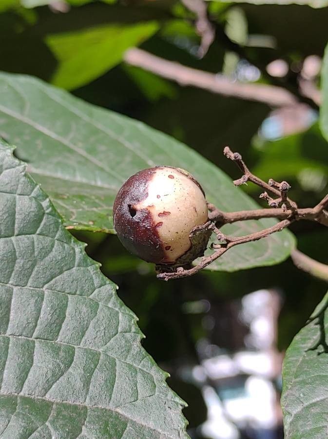 Cordia superba fruit