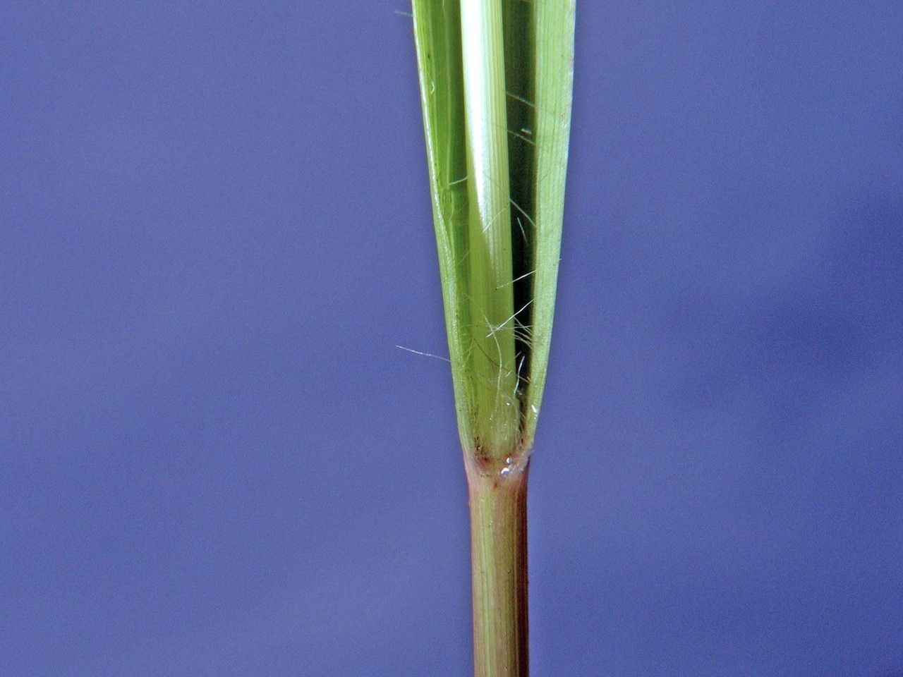 Eragrostis acutiflora bark