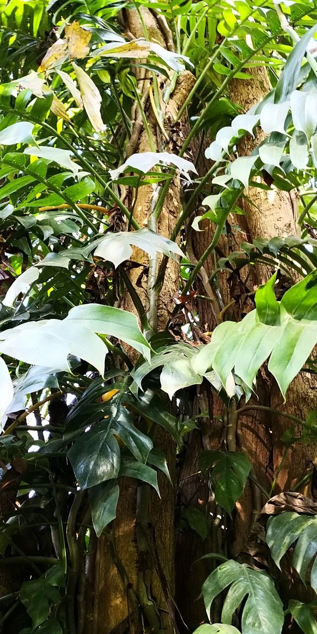 Rhaphidophora crassicaulis habit