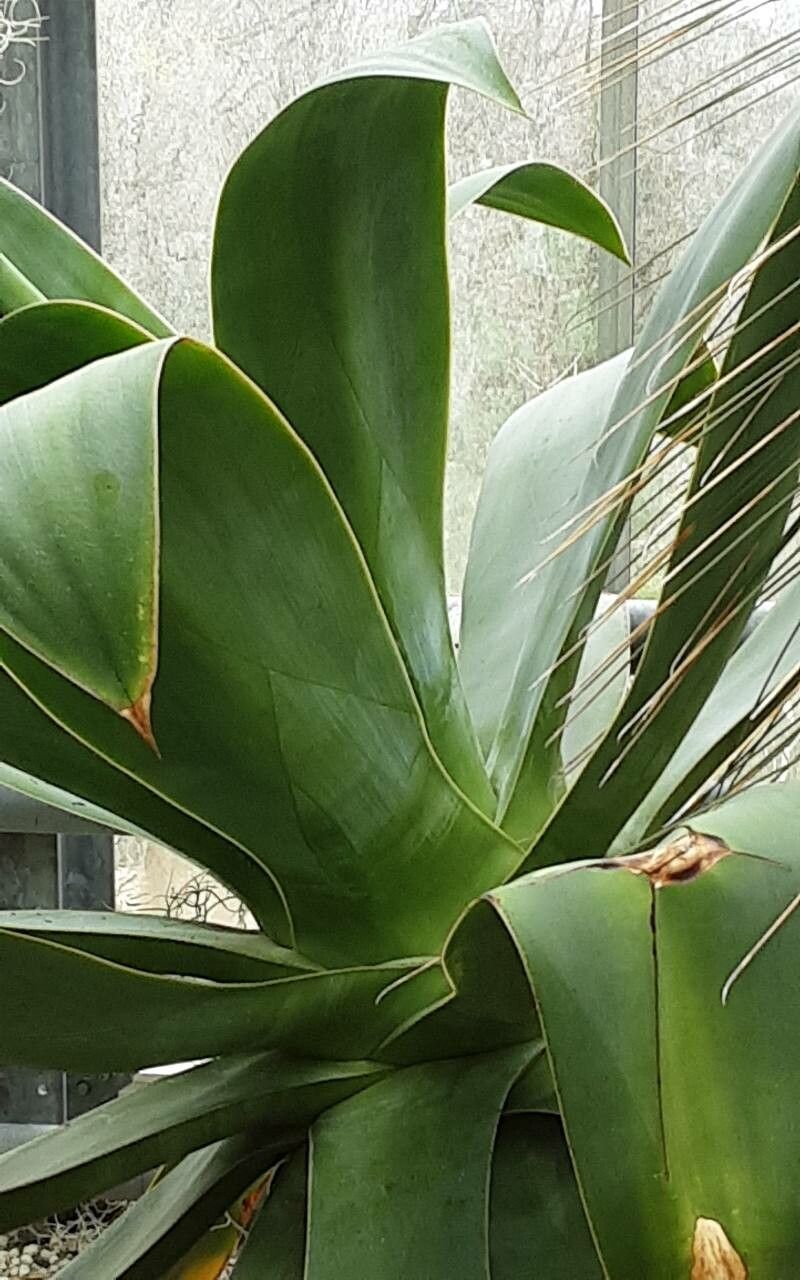Agave inaequidens — houseplant care guide