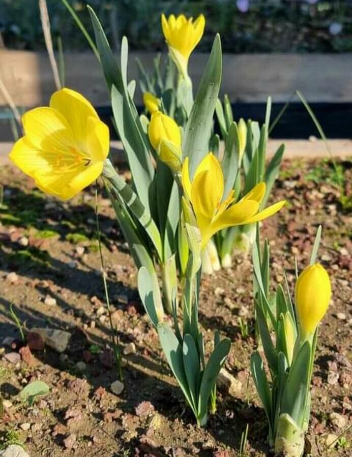 Sternbergia vernalis — search result for 'Iraq'