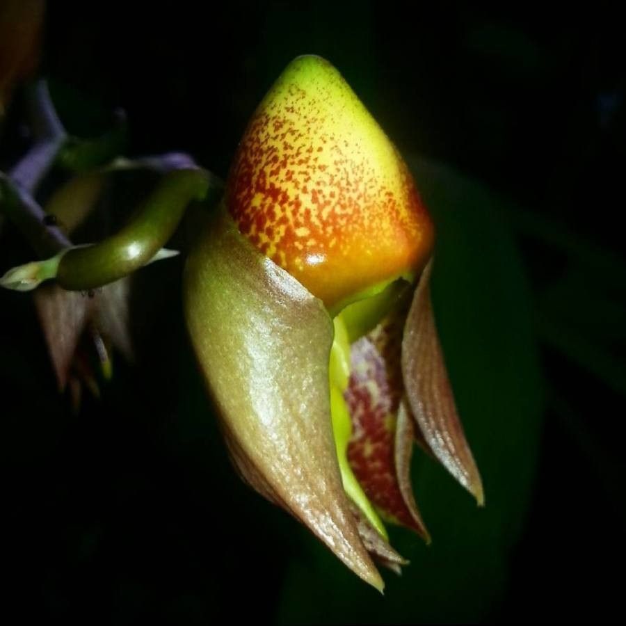 Catasetum maculatum flower