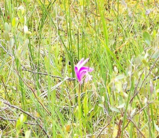 Arethusa bulbosa habit
