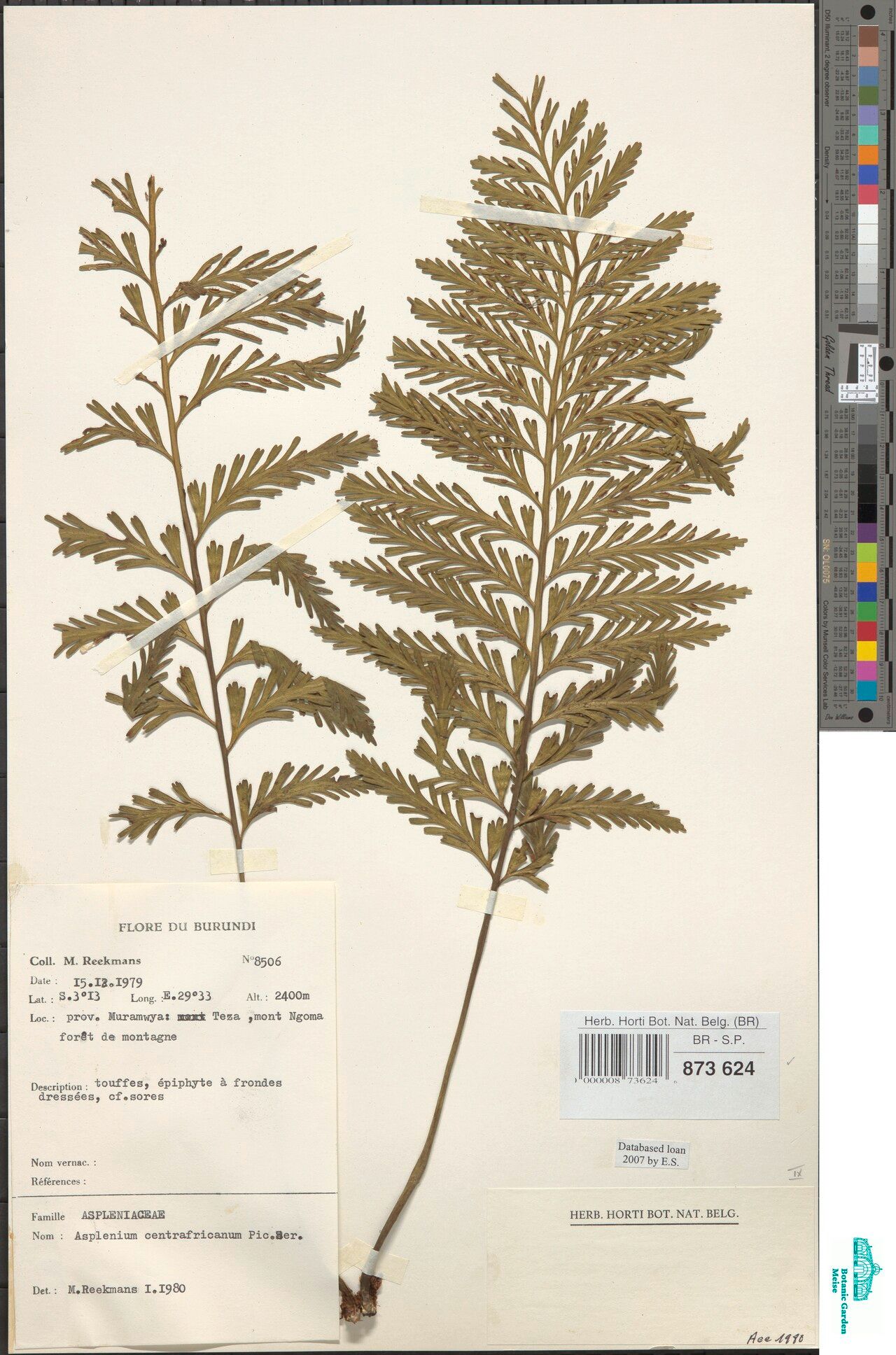 Asplenium centrafricanum — houseplant care guide