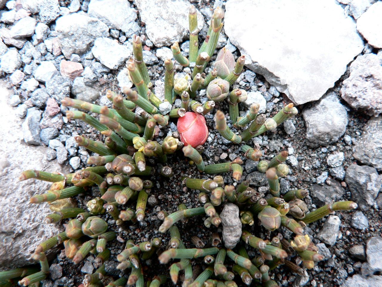 Ephedra rupestris flower