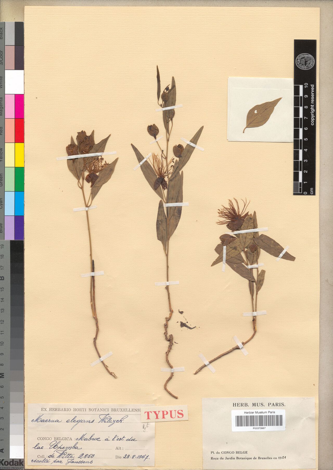 Maerua elegans — search result for 'Maerua'