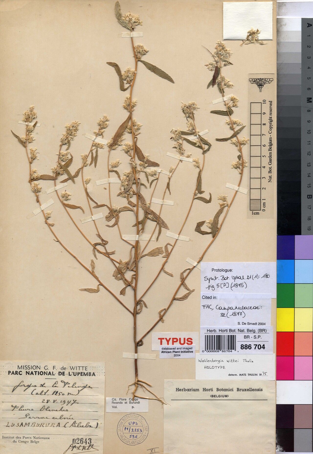 Wahlenbergia wittei — houseplant care guide