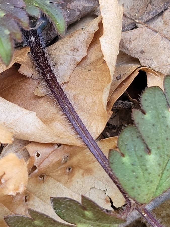 Ranunculus hispidus bark