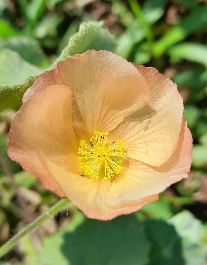 Callianthe pauciflora flower