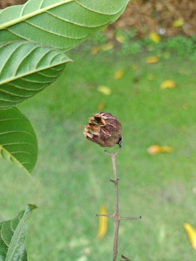 Physocalymma scaberrimum fruit