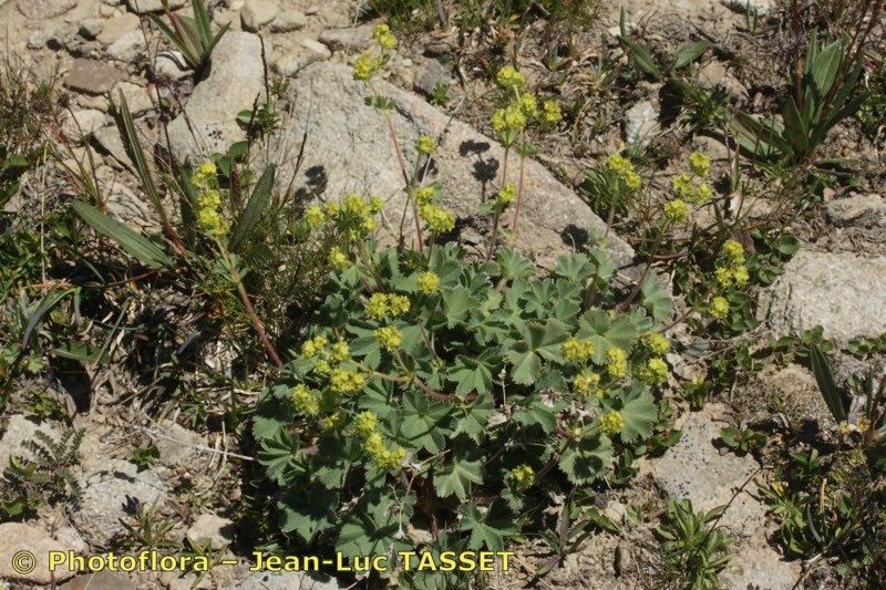 Alchemilla cinerea habit