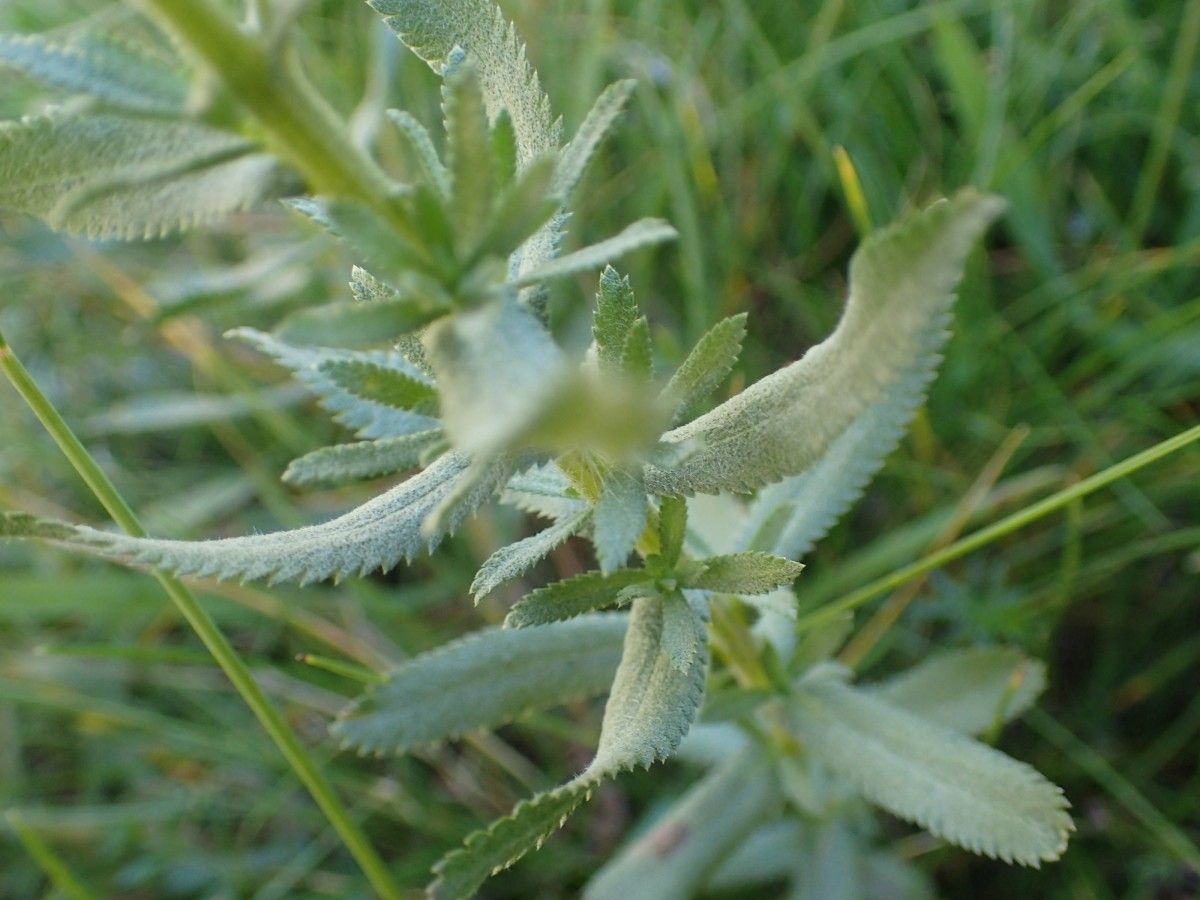 Achillea pyrenaica — search result for 'Achillea'
