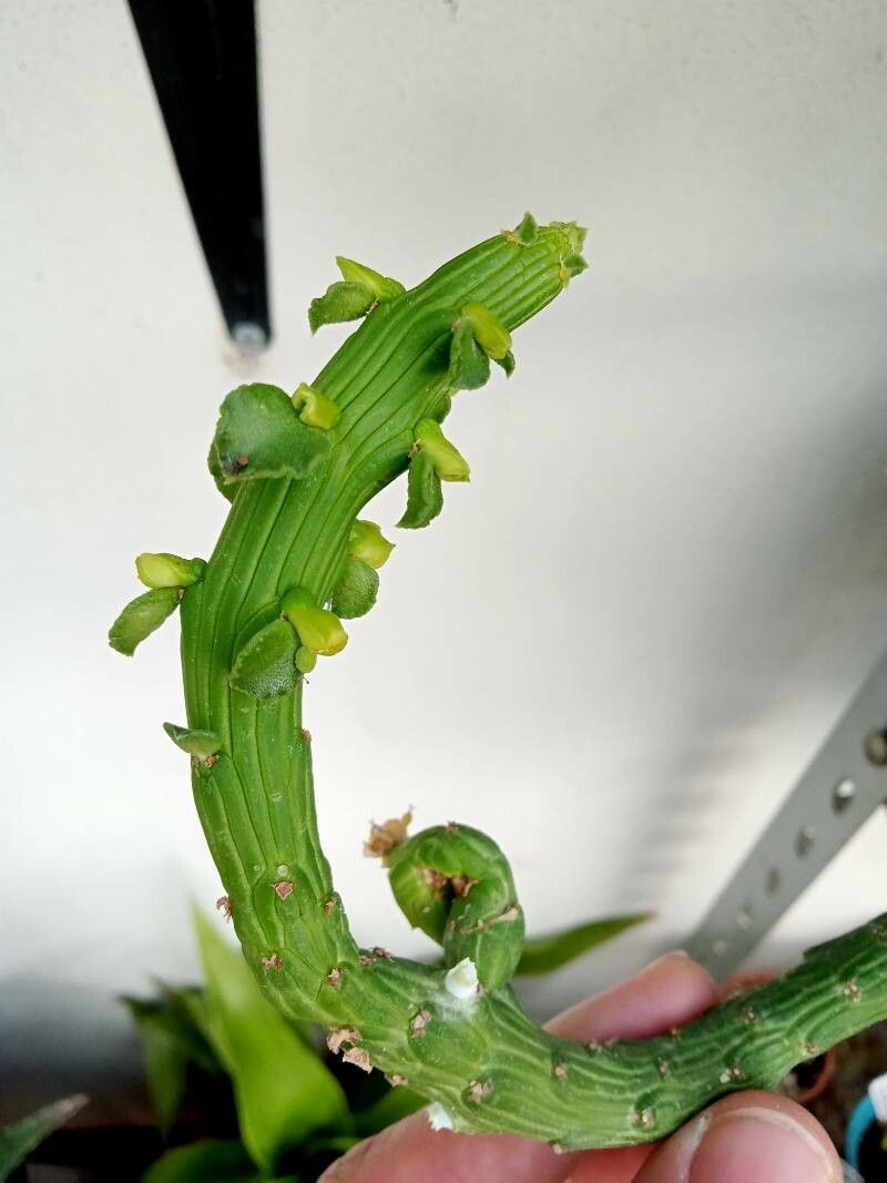 Euphorbia bisellenbeckii leaf