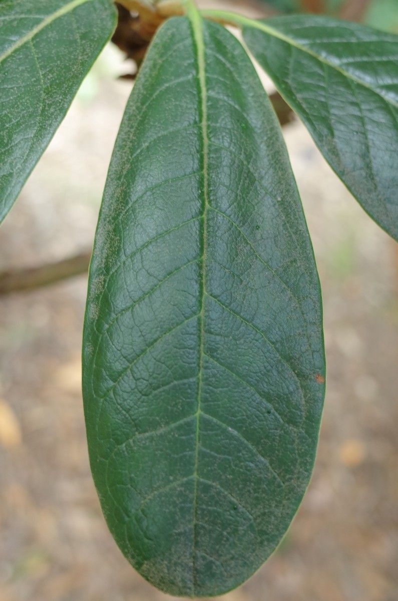 Rhododendron arizelum — houseplant care guide