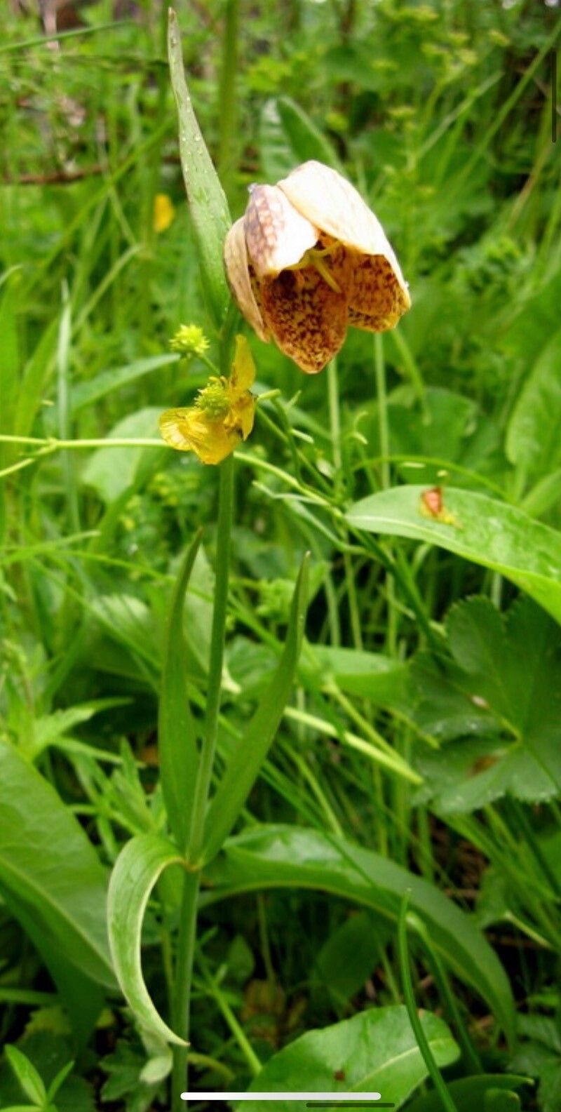 Fritillaria dagana flower