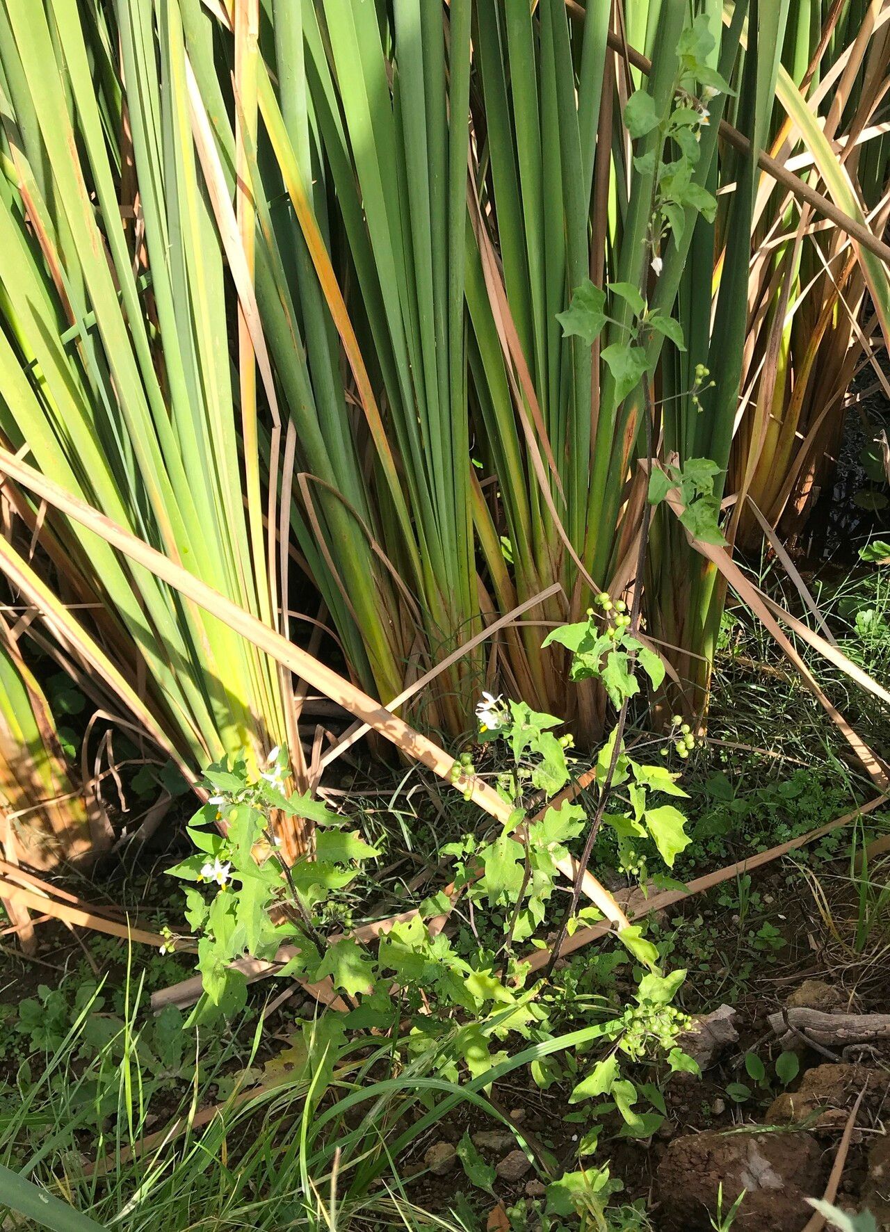 Solanum pilcomayense habit