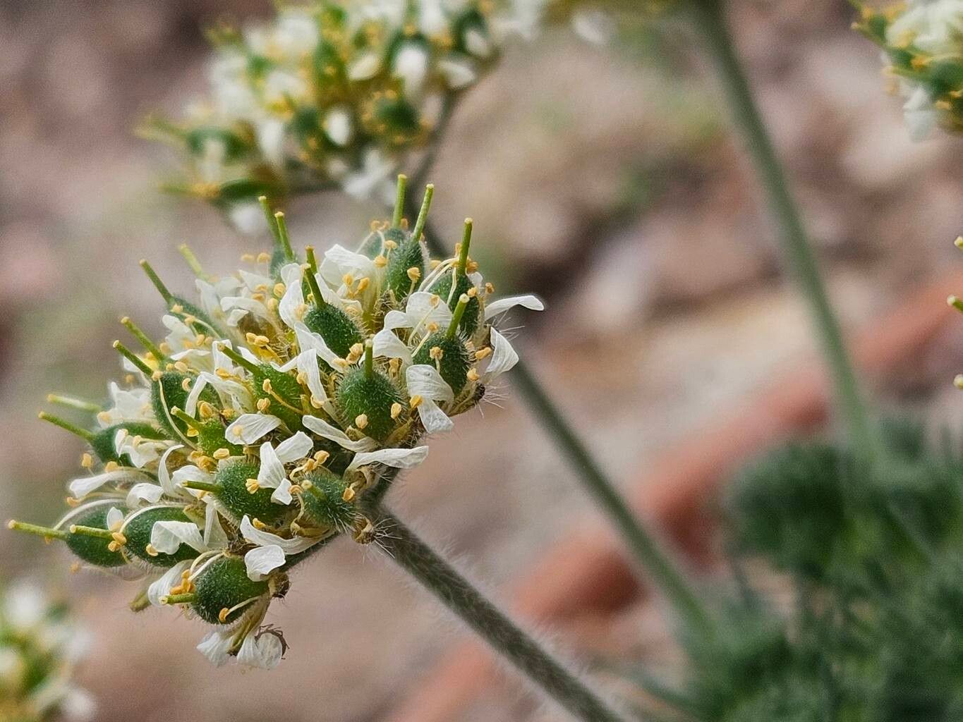 Draba sphaeroides flower