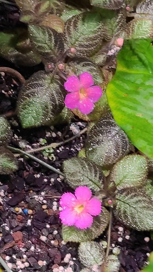 Episcia lilacina flower