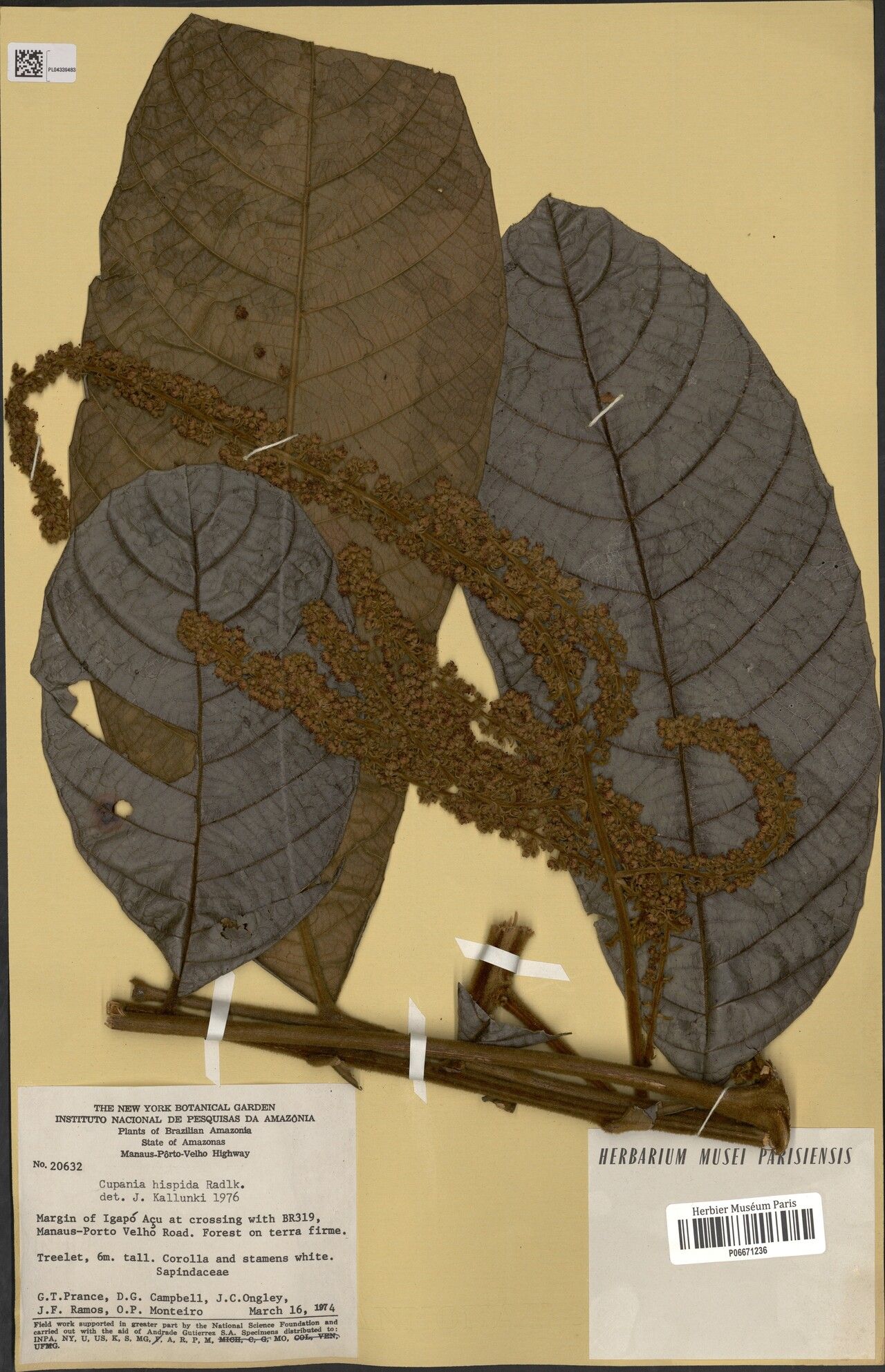 Cupania hispida — houseplant care guide