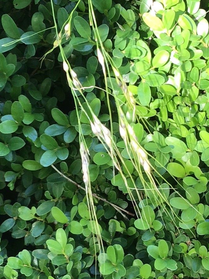 Piptochaetium bicolor fruit