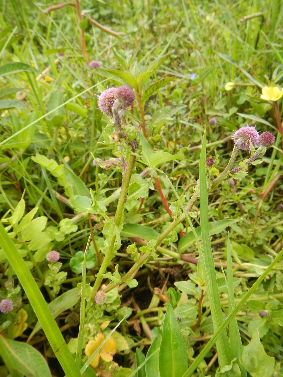 Sphaeranthus steetzii habit