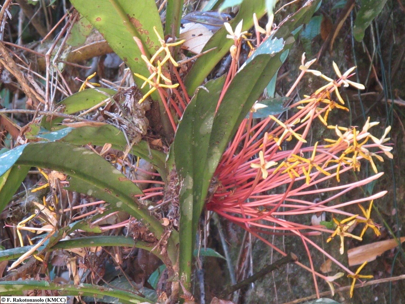 Ixora peculiaris — search result for 'Ixora'