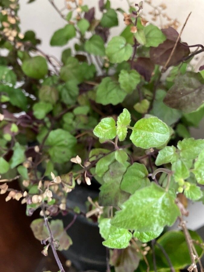 Scutellaria purpurascens — houseplant care guide