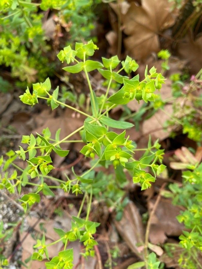 Euphorbia taurinensis habit