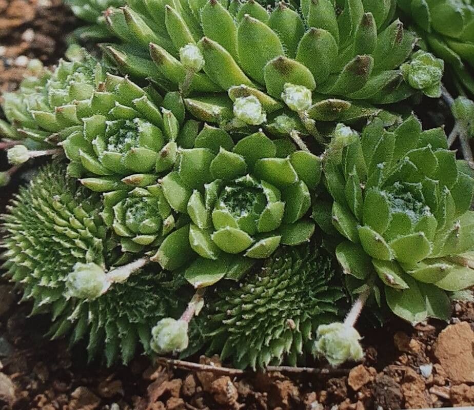 Sempervivum transcaucasicum — search result for 'Sempervivum'