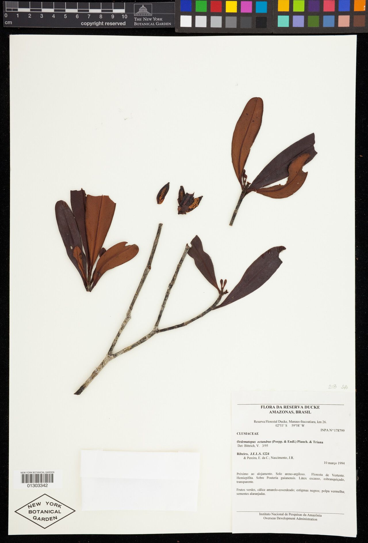 Clusia ucamira — search result for 'Clusia'