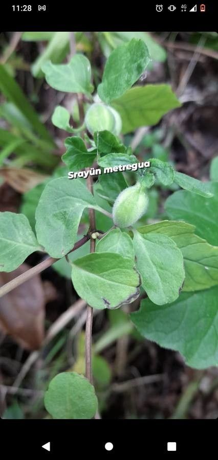 Clinopodium multiflorum — search result for 'Clinopodium'