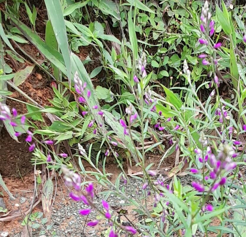 Polygala paniculata flower