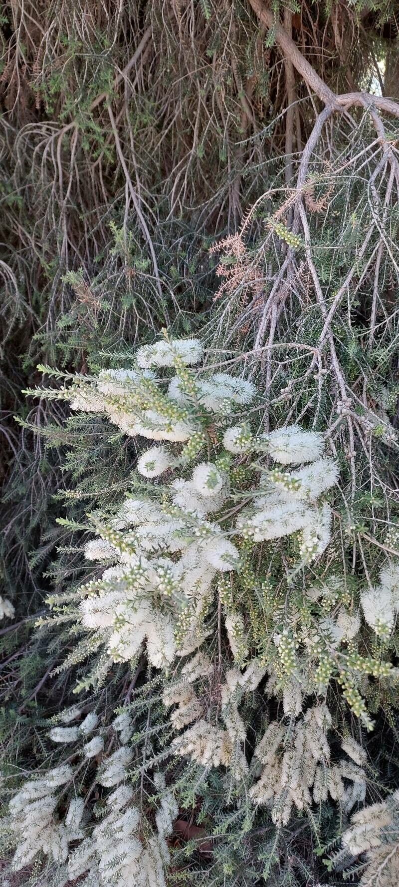 Melaleuca lanceolata flower