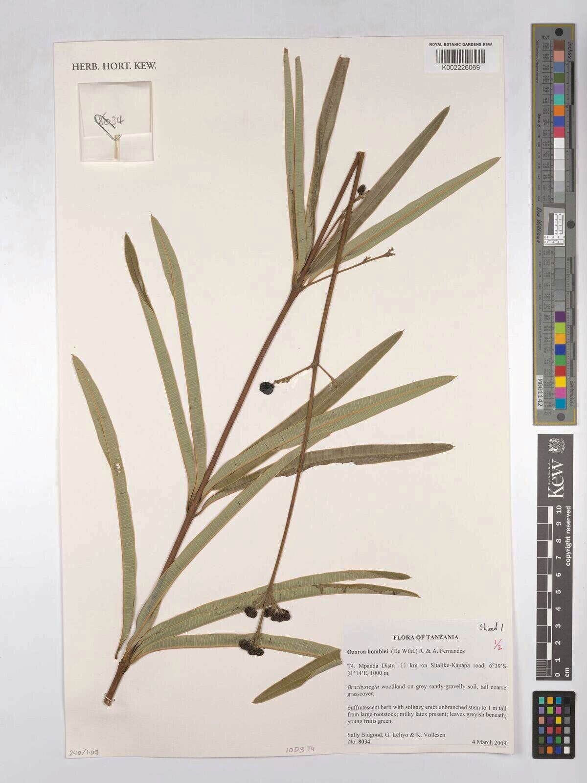 Ozoroa homblei — related species from the same genus